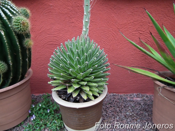 Agave viktoria regina